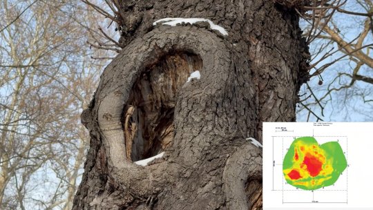 Peste 30 de arbori vor fi tăiați din municipiul Brașov