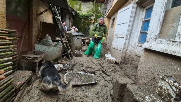Câini preluați de „Milioane de Prieteni”