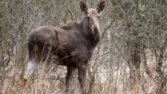 Elanul revine în Parcul Natural Vânători Neamț