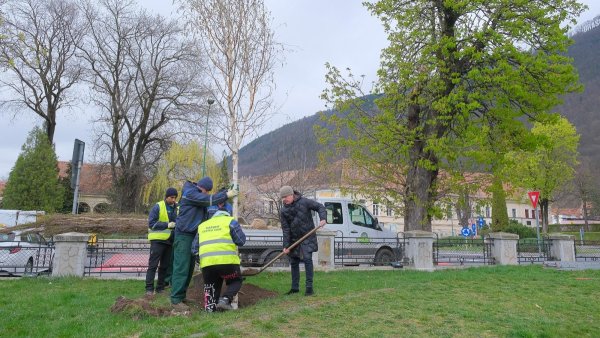 35 de puieți au fost plantați în locul celor 5 arbori uscați din Parcul Gheorghe Dima | VIDEO