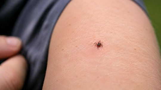Tot mai multe cazuri de mușcături de căpușe