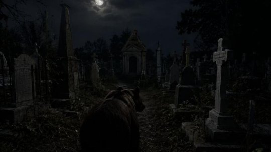 Urs semnalat într-un cimitir din Brașov! Autoritățile au intervenit după mai multe incidente nocturne