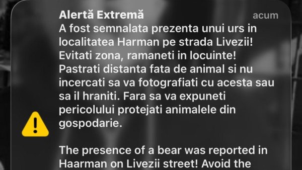 A fost semnalată prezența unui urs în Hărman