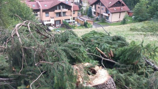 Prefectura Brașov intervine pentru identificarea arborilor periculoși