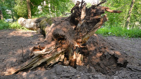 Arborele prăbușit pe Aleea de sub Tâmpa va fi înlocuit
