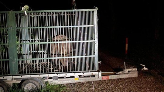 Peste 25 de cazuri de intervenție în mai puțin de trei luni pentru echipa care este contactată atunci când este semnalată prezenta unor urși în zonele locuite