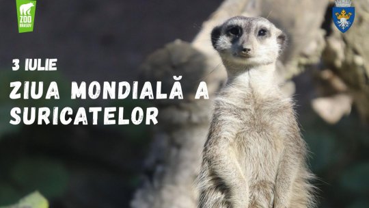 Ziua Mondială a suricatelor la Zoo Brașov