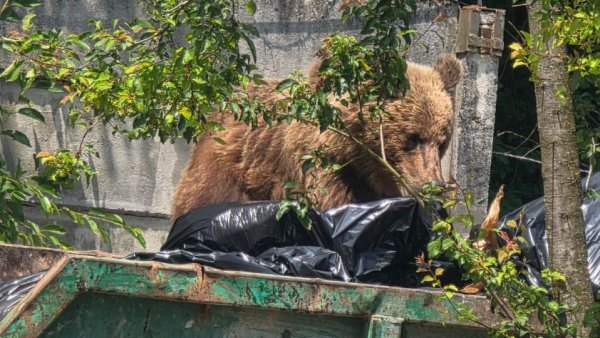 Alertă de urs în Sânpetru!