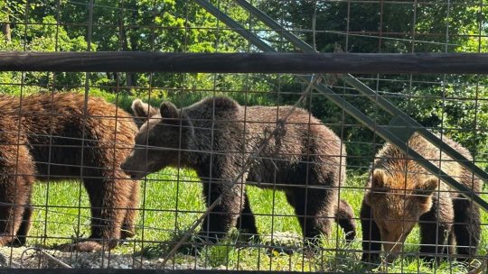 Primii urși care pleacă în străinătate de la Libearty