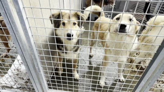 Campania de sterilizare și microcipare gratuită a câinilor cu stăpân continuă la Săcele