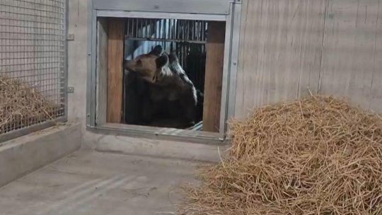 Cei 4 pui de urs de la Sanctuarul Libearty Zărnești au ajuns cu bine în Franța | VIDEO
