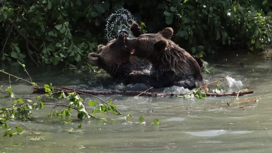 Cei patru urși salvați de Asociația Milioane de Prieteni au făcut primii pași în țarcul exterior al Parcului Animalier Sainte-Croix