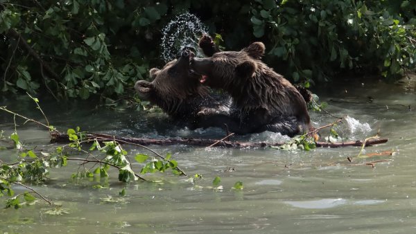 Cei patru urși salvați de Asociația Milioane de Prieteni au făcut primii pași în țarcul exterior al Parcului Animalier Sainte-Croix