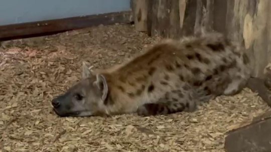 Noi animale la Zoo Brașov