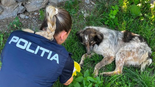 Trei adolescenți din Racoș, cercetați penal după ce ar fi lovit un câine