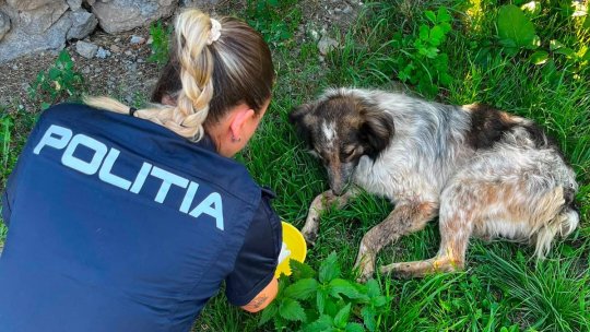 3 tineri din localitatea Racoș, cercetați penal după ce ar fi lovit un câine