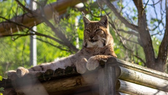 Doi masculi de hienă pătată și o femelă de râs au ajuns la Zoo Brașov