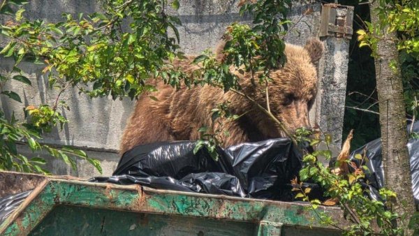 Menţinerea cotei de vânătoare pentru urşi până la aproape 1.000 de exemplare pe an
