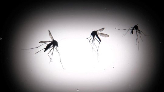 Grecia: Cazurile de West Nile se pot tripla, iar vârful infecțiilor este așteptat în septembrie