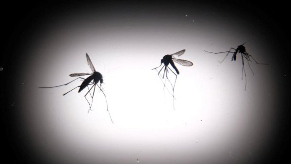 Grecia: Cazurile de West Nile se pot tripla, iar vârful infecțiilor este așteptat în septembrie