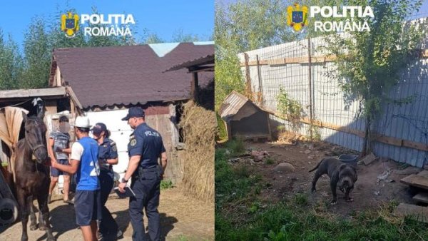 Poliția Brașov: 2 dosare penale și 11 amenzi, după cazuri de cruzime asupra animalelor