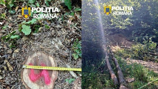 Prins în flagrant după ce a tăiat și furat arbori din fondul forestier