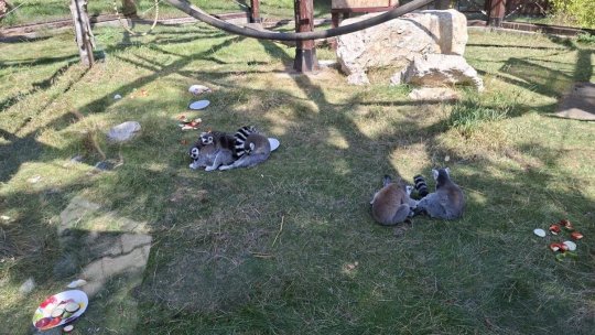 Ultima sărbătoare din vacanță la Zoo