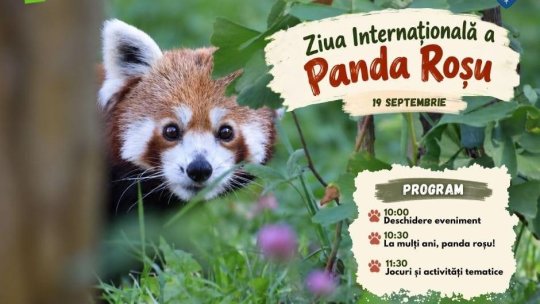 Ziua Internațională a Panda Roșu, la Zoo Brașov