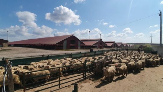 Comisia Europeană a aprobat Planul de Acţiune înaintat de România pentru deblocarea exporturilor de oi şi capre