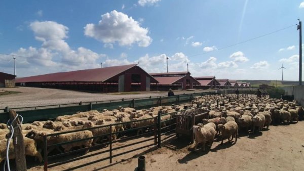 Comisia Europeană a aprobat Planul de Acţiune înaintat de România pentru deblocarea exporturilor de oi şi capre