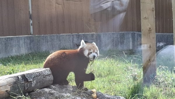 Ziua Internațională a Panda Roșu, sărbătorită la ZOO Brașov