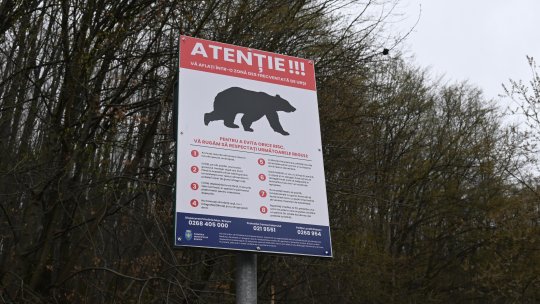 Cu 38 de urși mai puțini în județul Brașov, după intervențiile autorităților din acest an