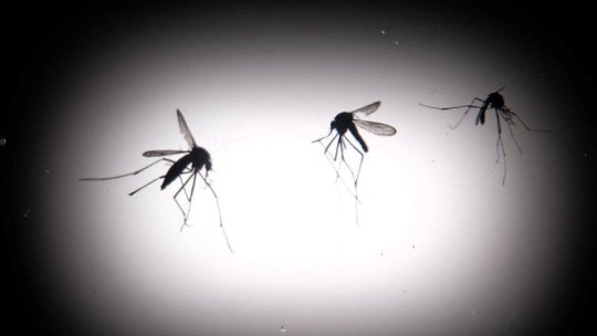 Trei persoane au murit din cauza virusului West Nile în ţara noastră