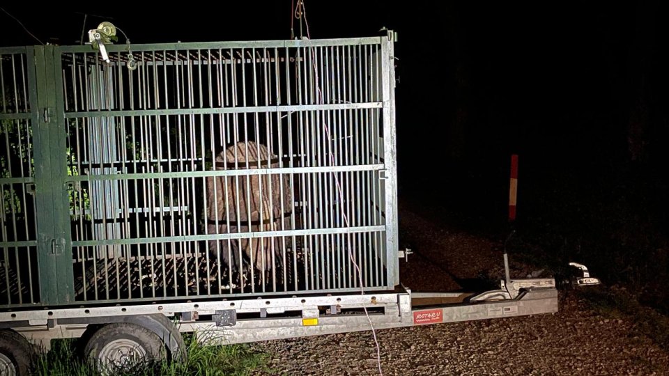 Urs capturat în cartierul Noua. Animalul a fost eutanasiat