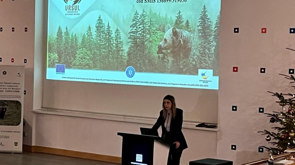 Este oficial! România are cea mai mare populație de urs din Europa