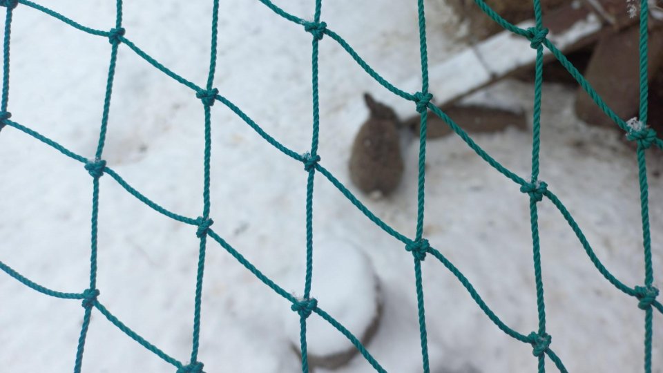 Îngrijire specială pentru animalele de la ZOO, pe vreme geroasă