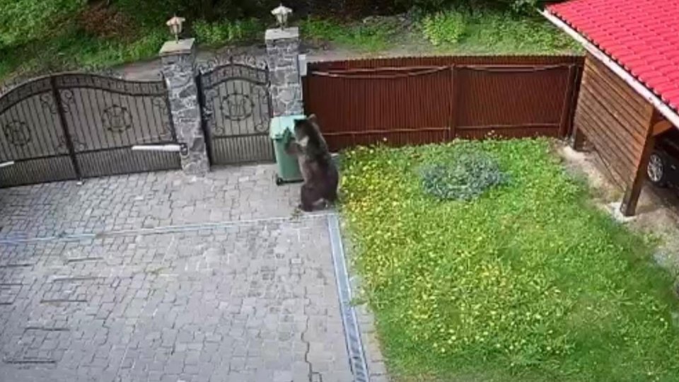 Urșii dau din ce în ce mai multe bătăi de cap autorităților