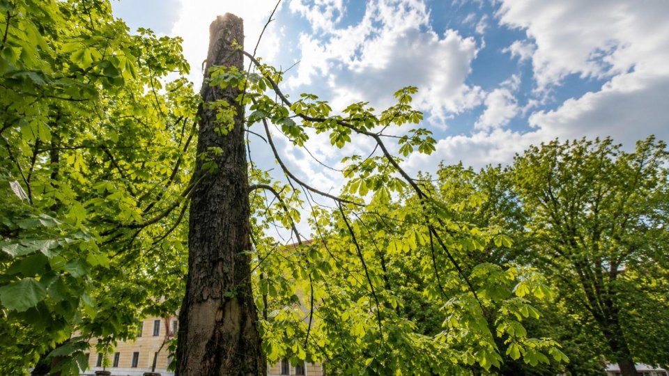 Castan secular al Brașovului, salvat cu ajutor unor intervenții moderne