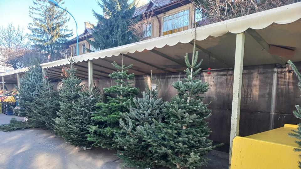 Au apărut brazii de Crăciun în piețele din Brașov