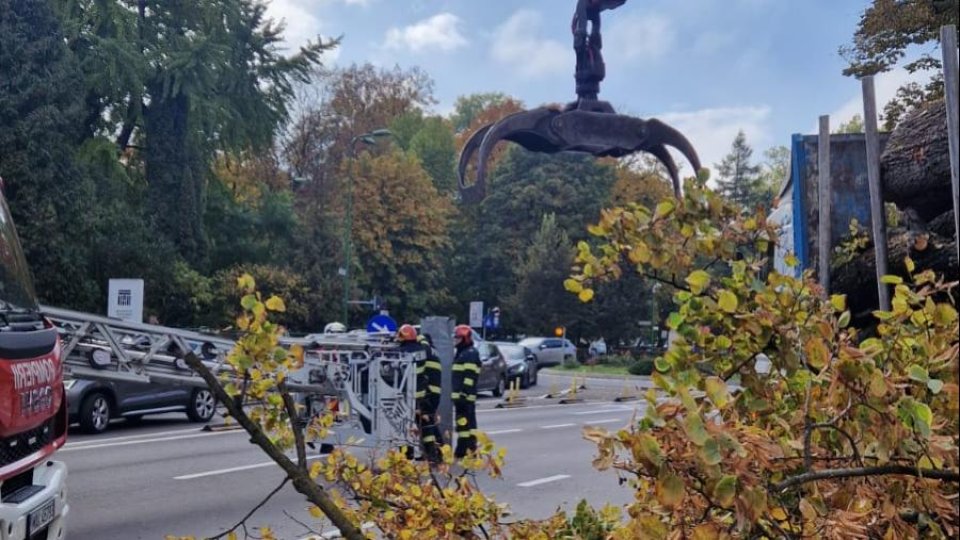 Muncitor rănit în timpul lucrărilor de toaletare a arborilor, în zona Maternității