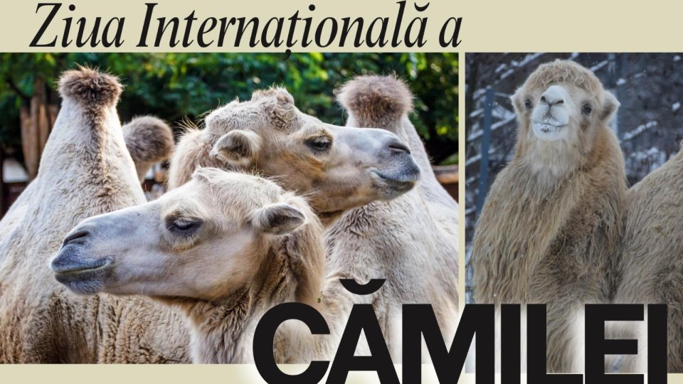 Ziua Cămilei va fi sărbătorită la Zoo Brașov