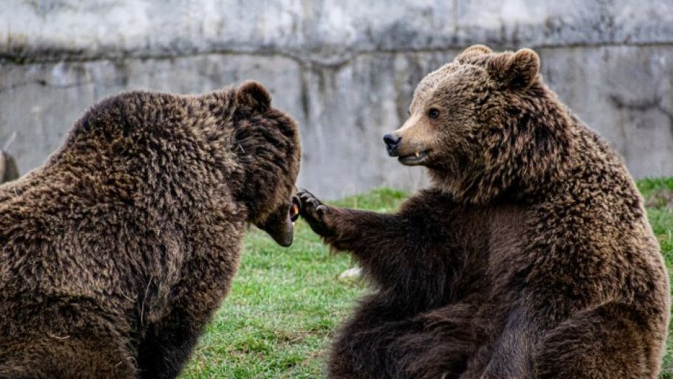 Ziua Ursului, în weekend, la Zoo Brașov