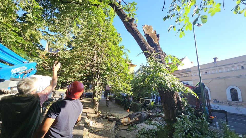 FOTO Arbore rupt lângă Teatrul Sică Alexandrescu
