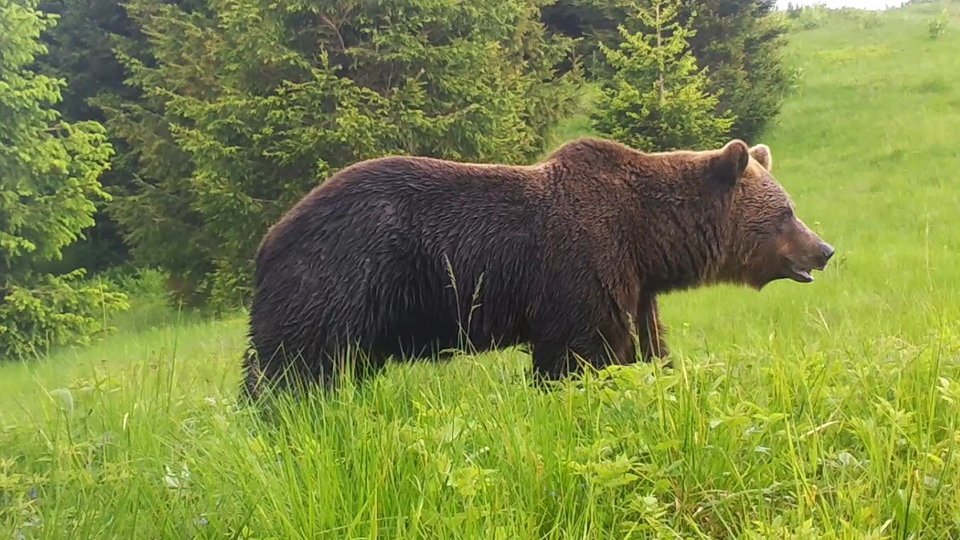Un canadian a fost atacat de un urs
