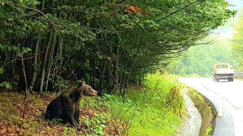 Tot mai multe pagube produse de lupi și urși în județul Brașov
