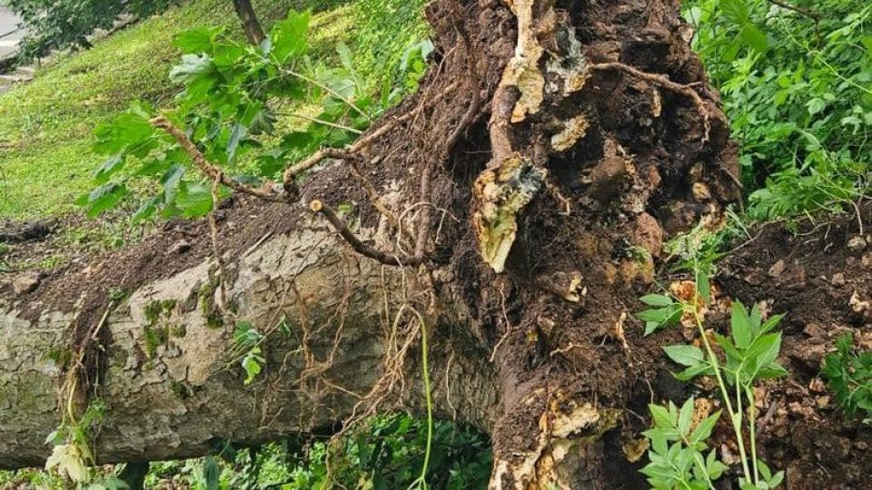 Un nou incident pe Aleea Brădiceanu: un paltin s-a prăbușit
