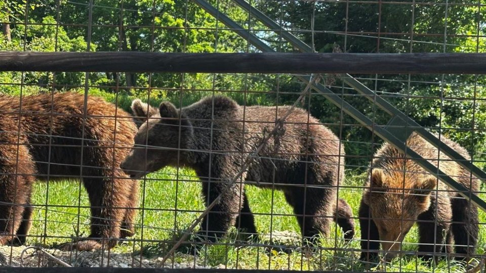Primii urși care pleacă în străinătate de la Libearty