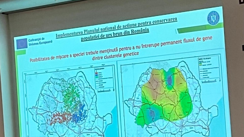 Cioban din Cincu: „Suntem vânați de urși!”