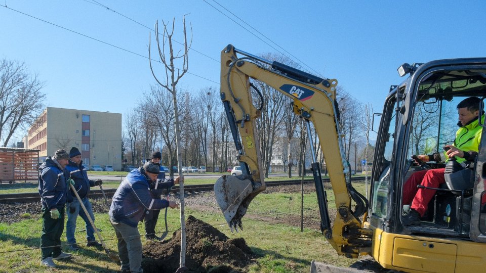 VIDEO Plantări de arbori, în muncipiul Brașov