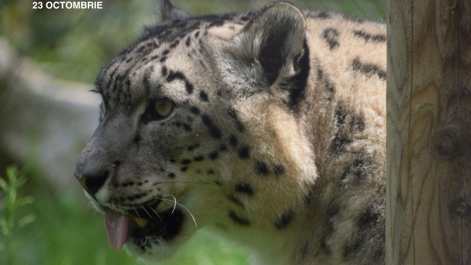 Ziua Leopardului Zăpezilor, marcată la Zoo Brașov